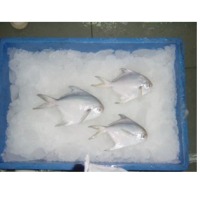 Fresh Chilled Silver Pomfret